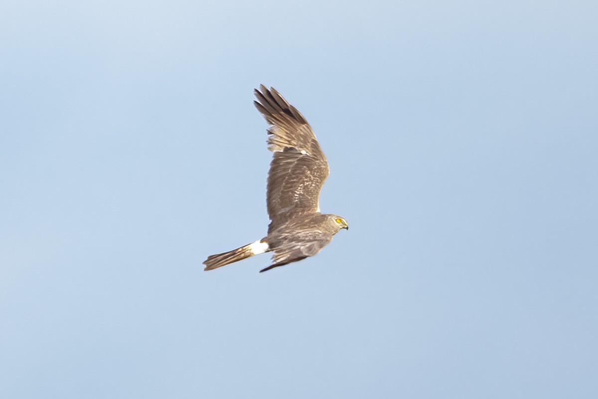 Aguilucho de Hudson - ML620318852