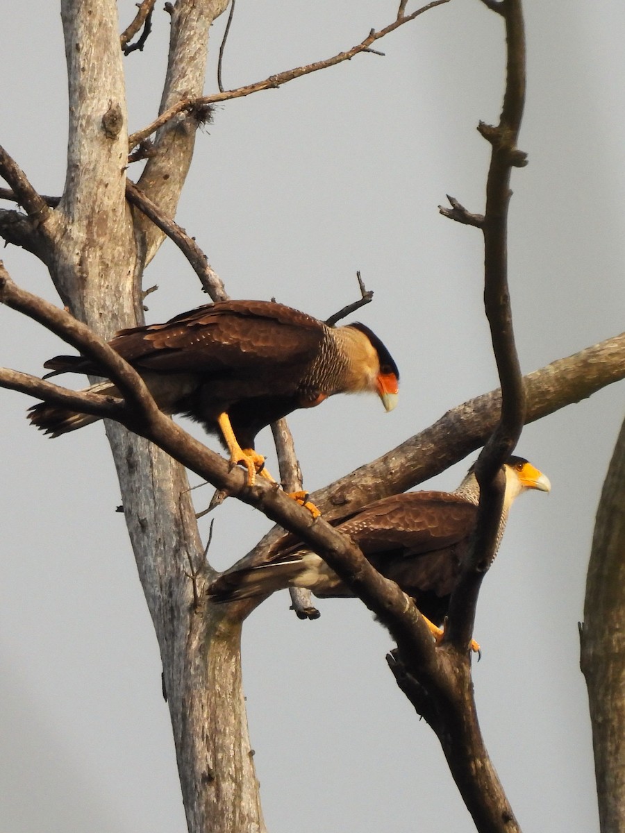 Caracara huppé - ML620318853