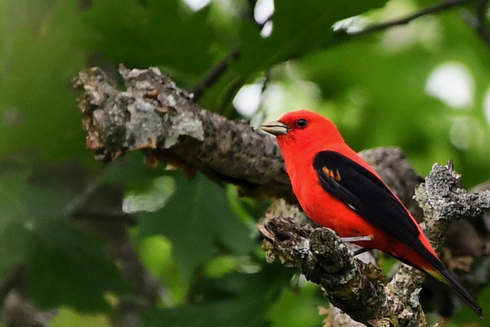 Scarlet Tanager - Winston Poon