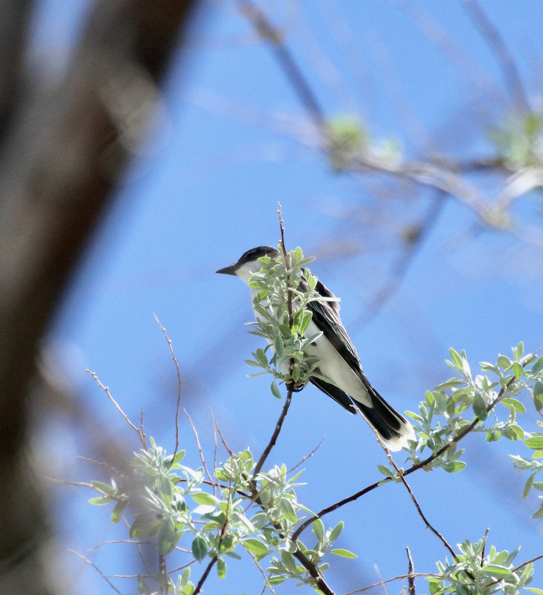 Eastern Kingbird - ML620318856