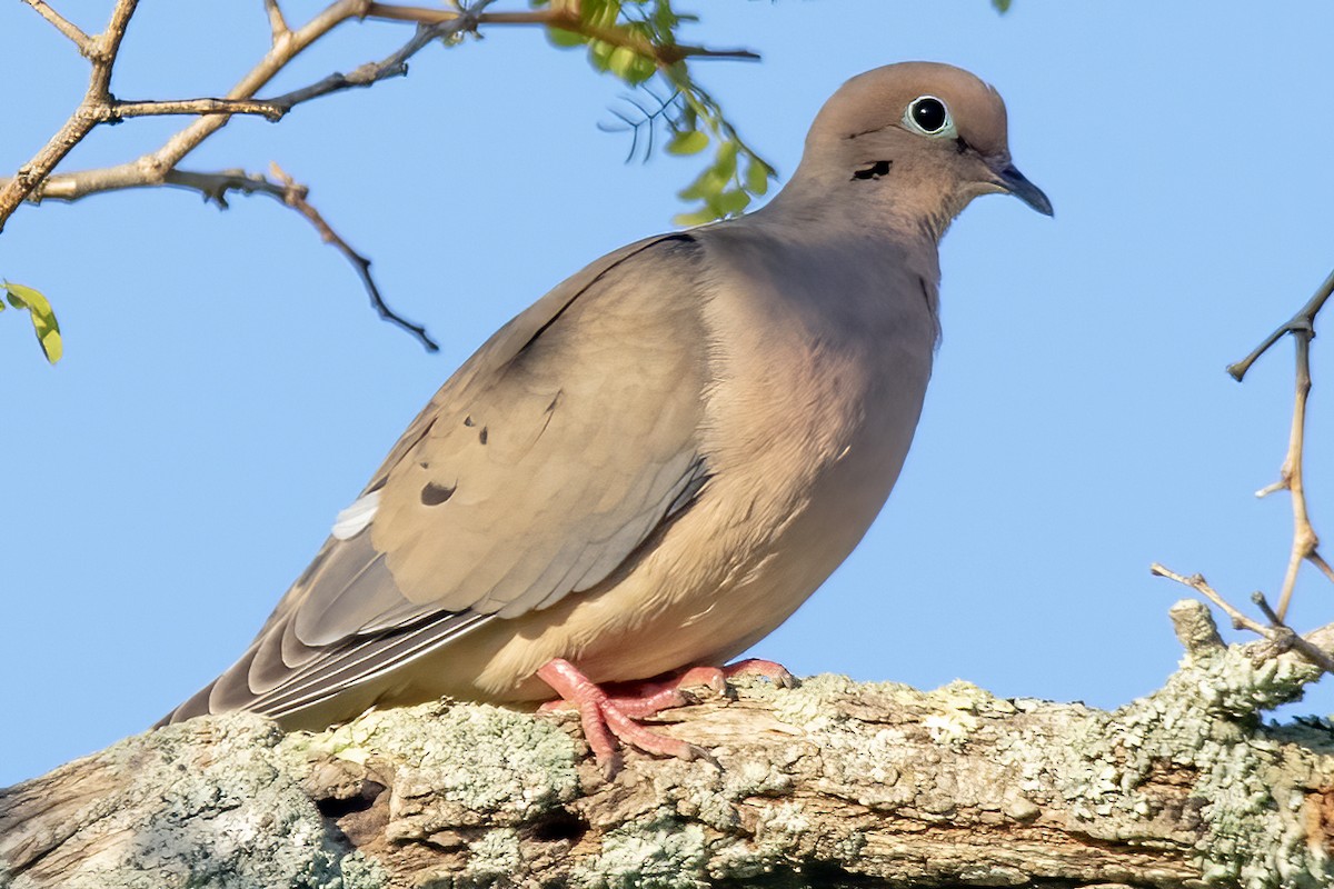 Mourning Dove - ML620318857