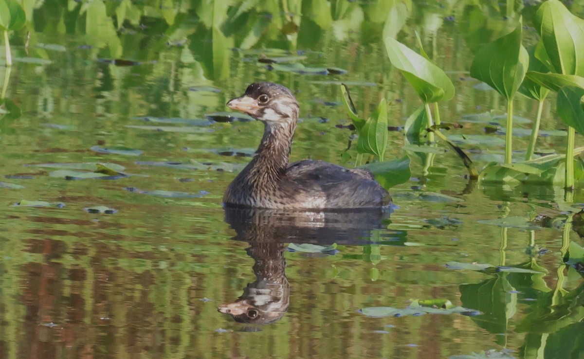 Pied-billed Grebe - ML620318858