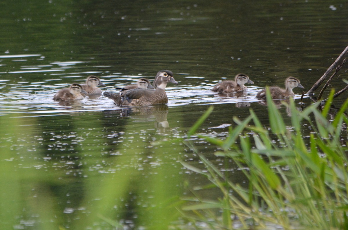 Wood Duck - ML620318862