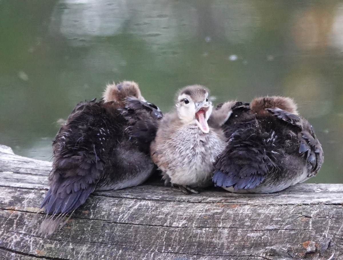 Hooded Merganser - ML620318869