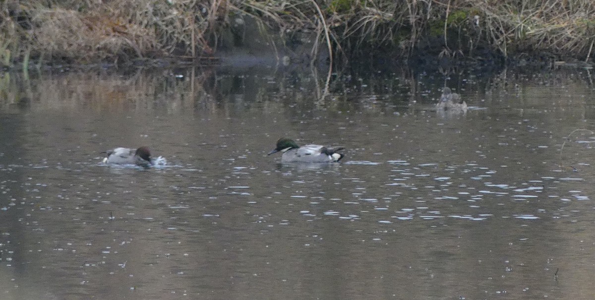 Falcated Duck - ML620318874