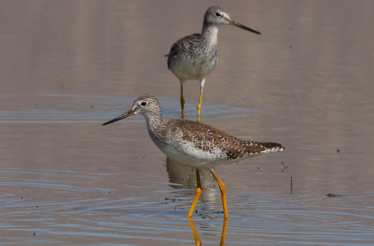 Greater Yellowlegs - ML620318875