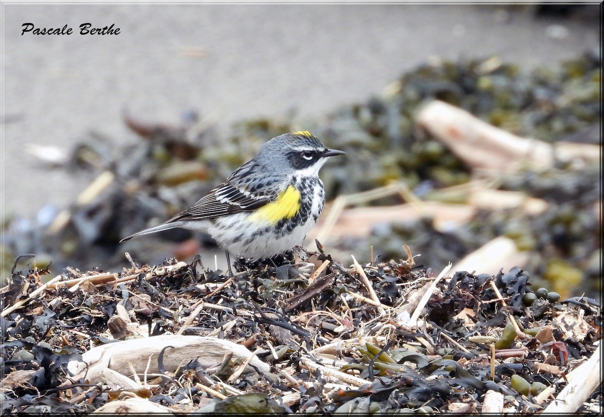 Yellow-rumped Warbler - Pascale Berthe