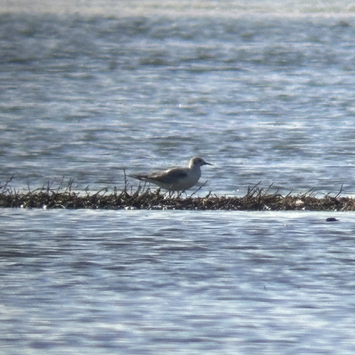 Bonaparte's Gull - ML620318882