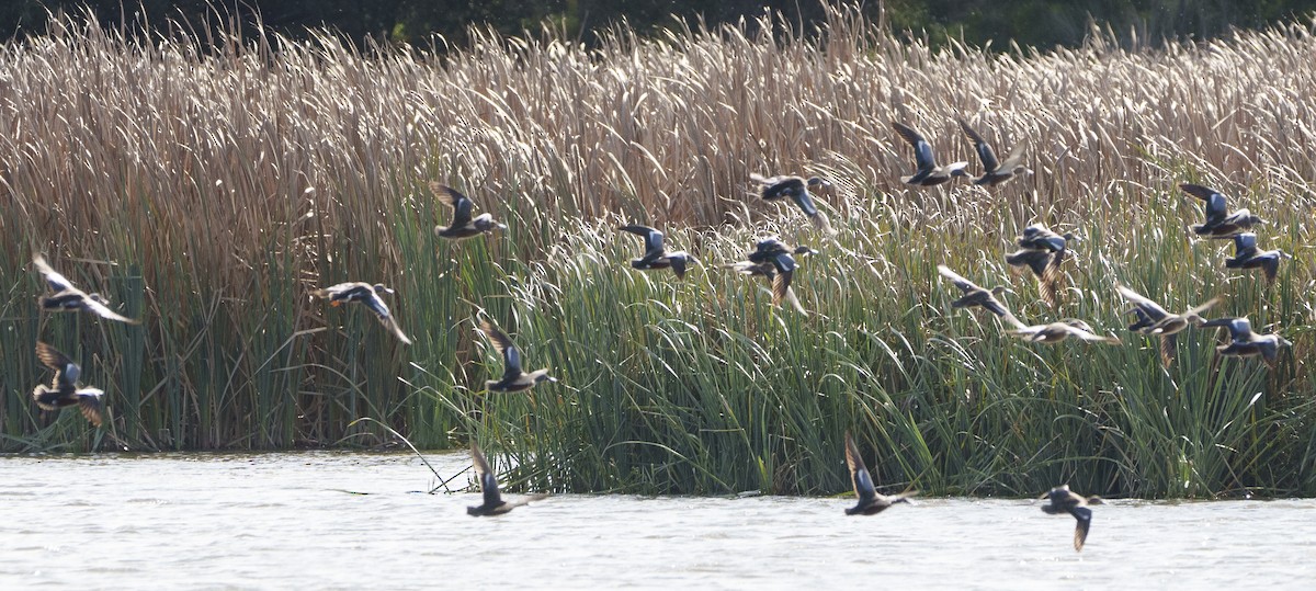 Australasian Shoveler - ML620318883