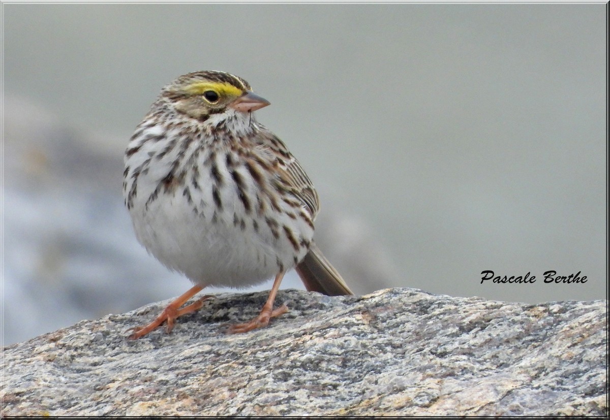 Savannah Sparrow - ML620318885