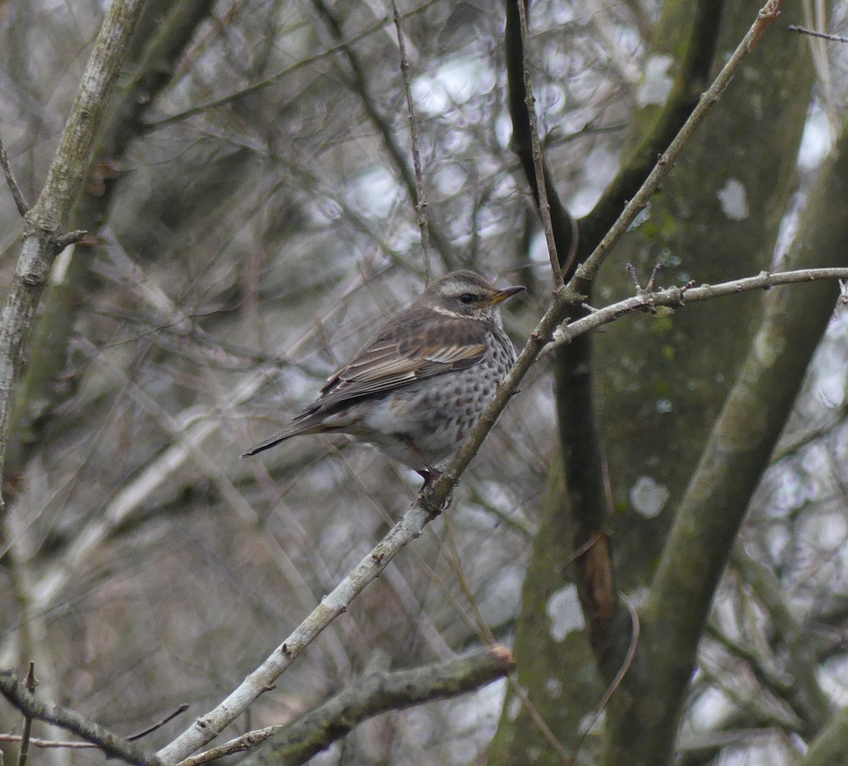 Dusky Thrush - ML620318887