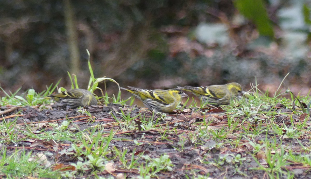 Eurasian Siskin - ML620318892