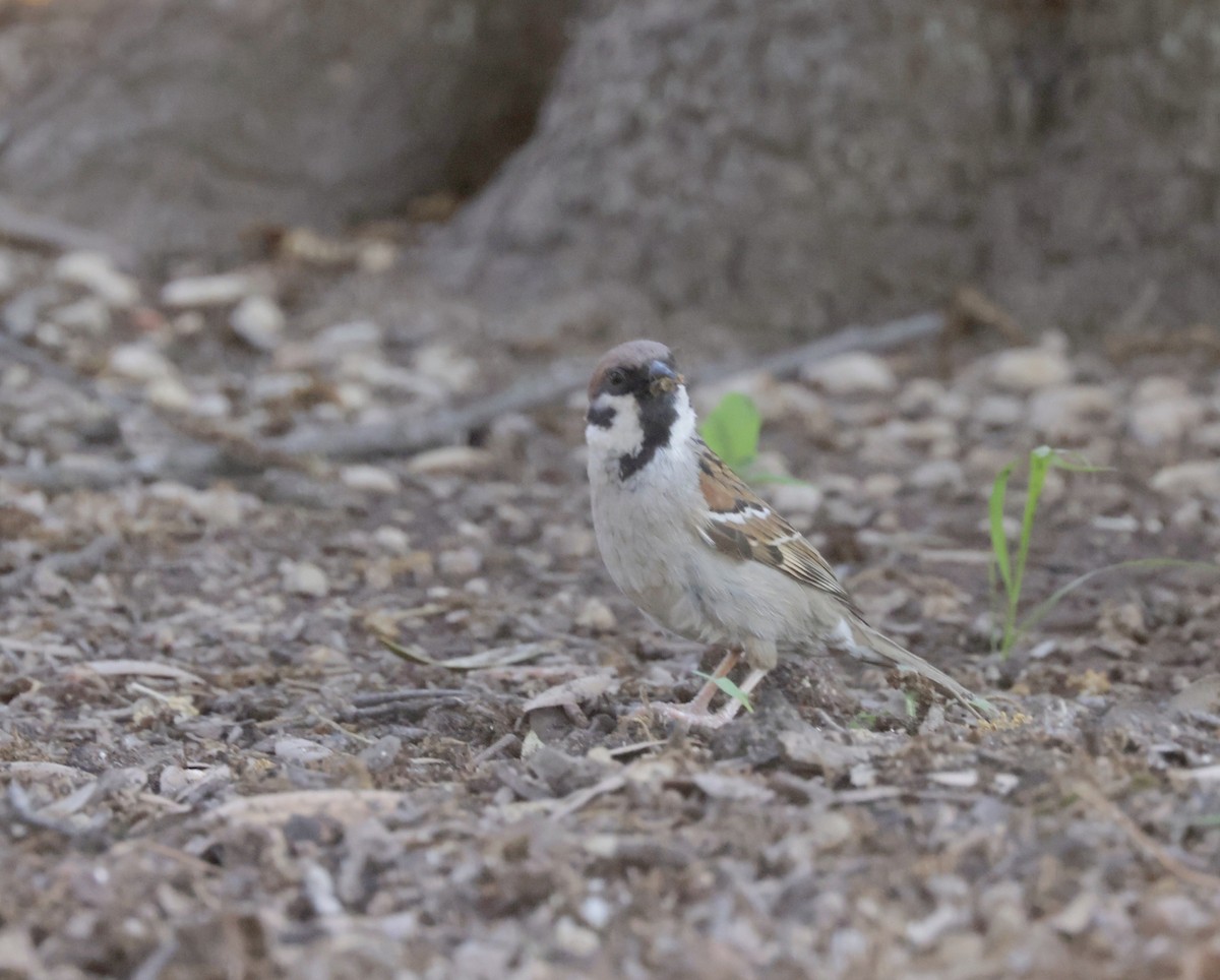 Eurasian Tree Sparrow - ML620318894