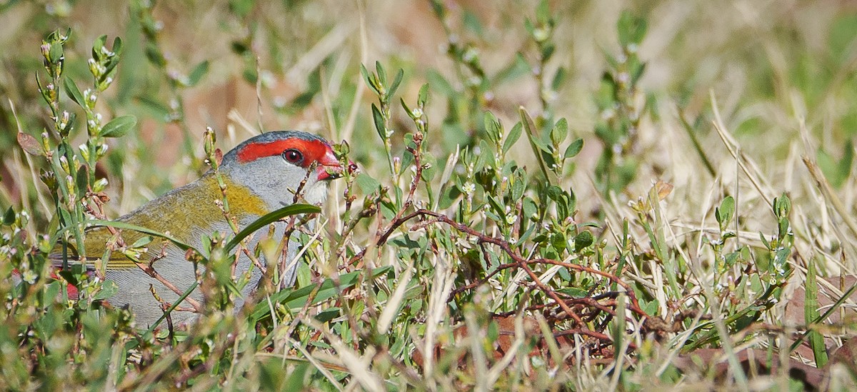 Red-browed Firetail - ML620318895