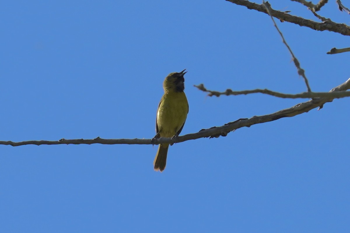 Orchard Oriole - ML620318900