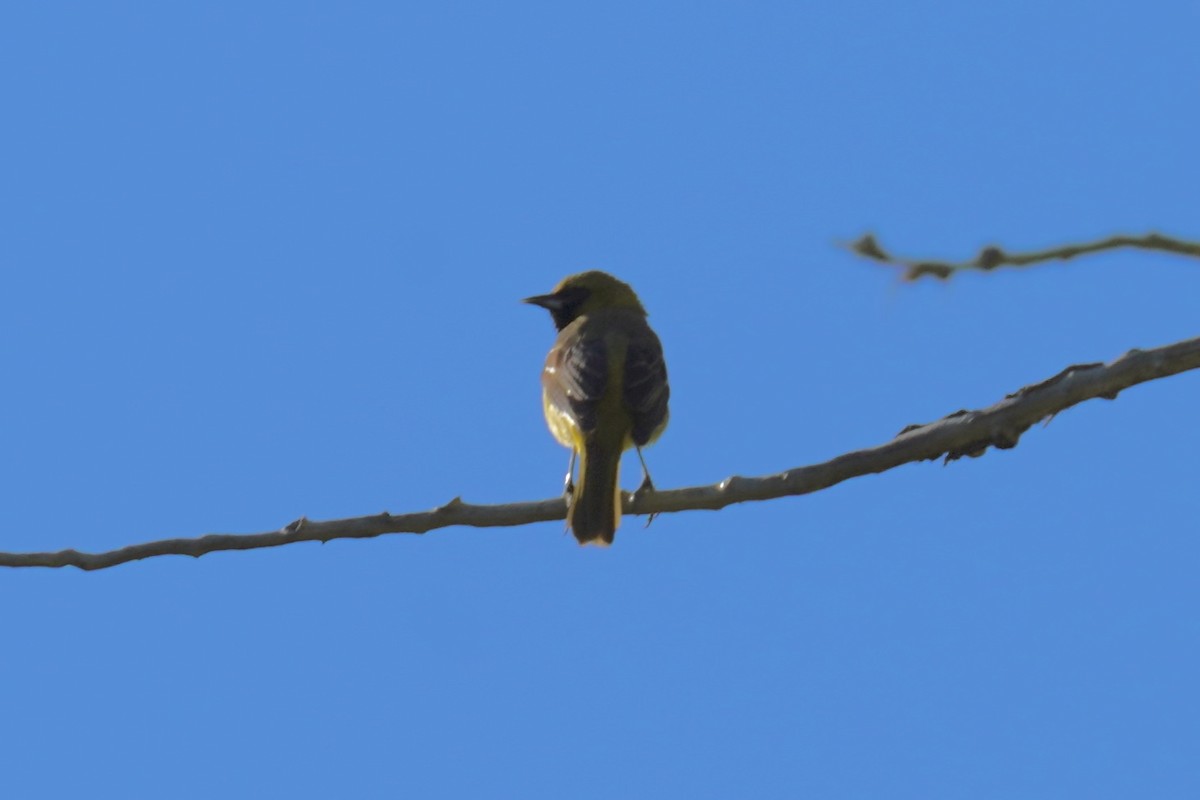 Orchard Oriole - ML620318901