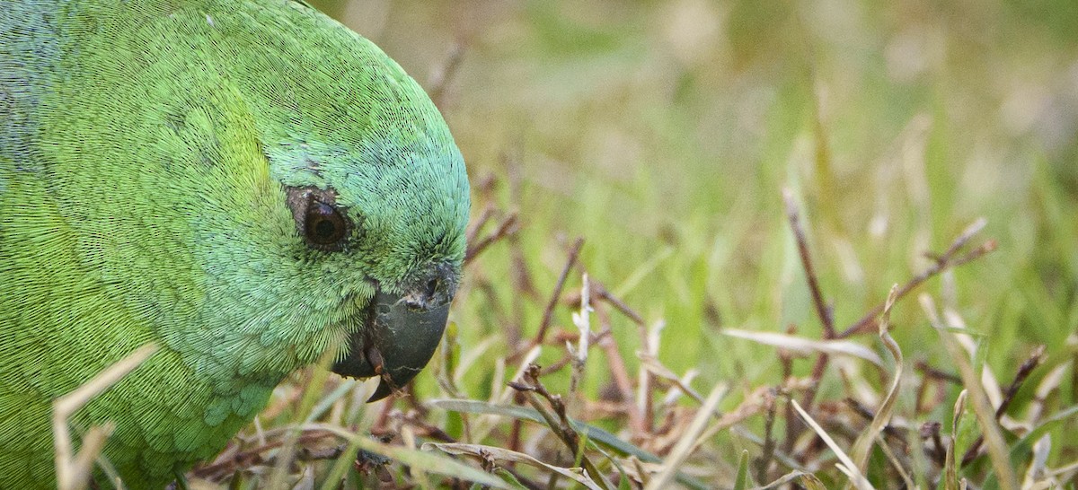 Red-rumped Parrot - ML620318903