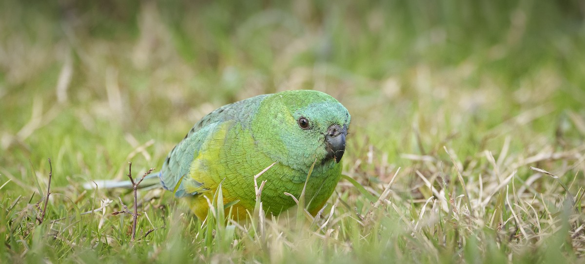 Red-rumped Parrot - ML620318905