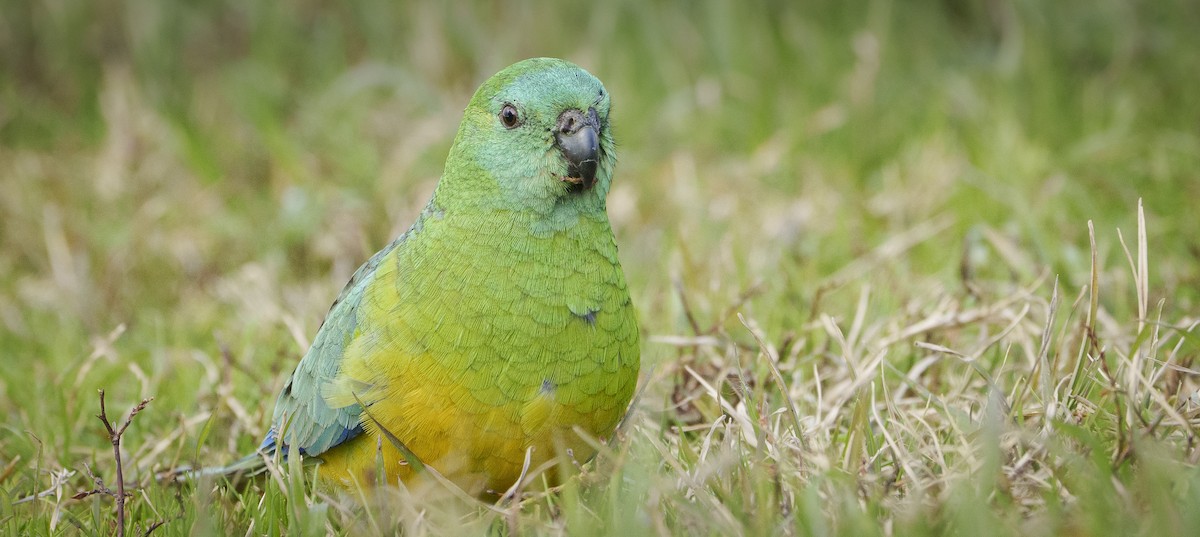 Red-rumped Parrot - ML620318906