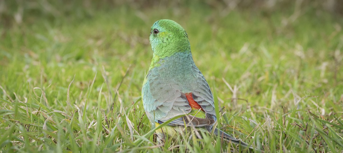 Red-rumped Parrot - ML620318907