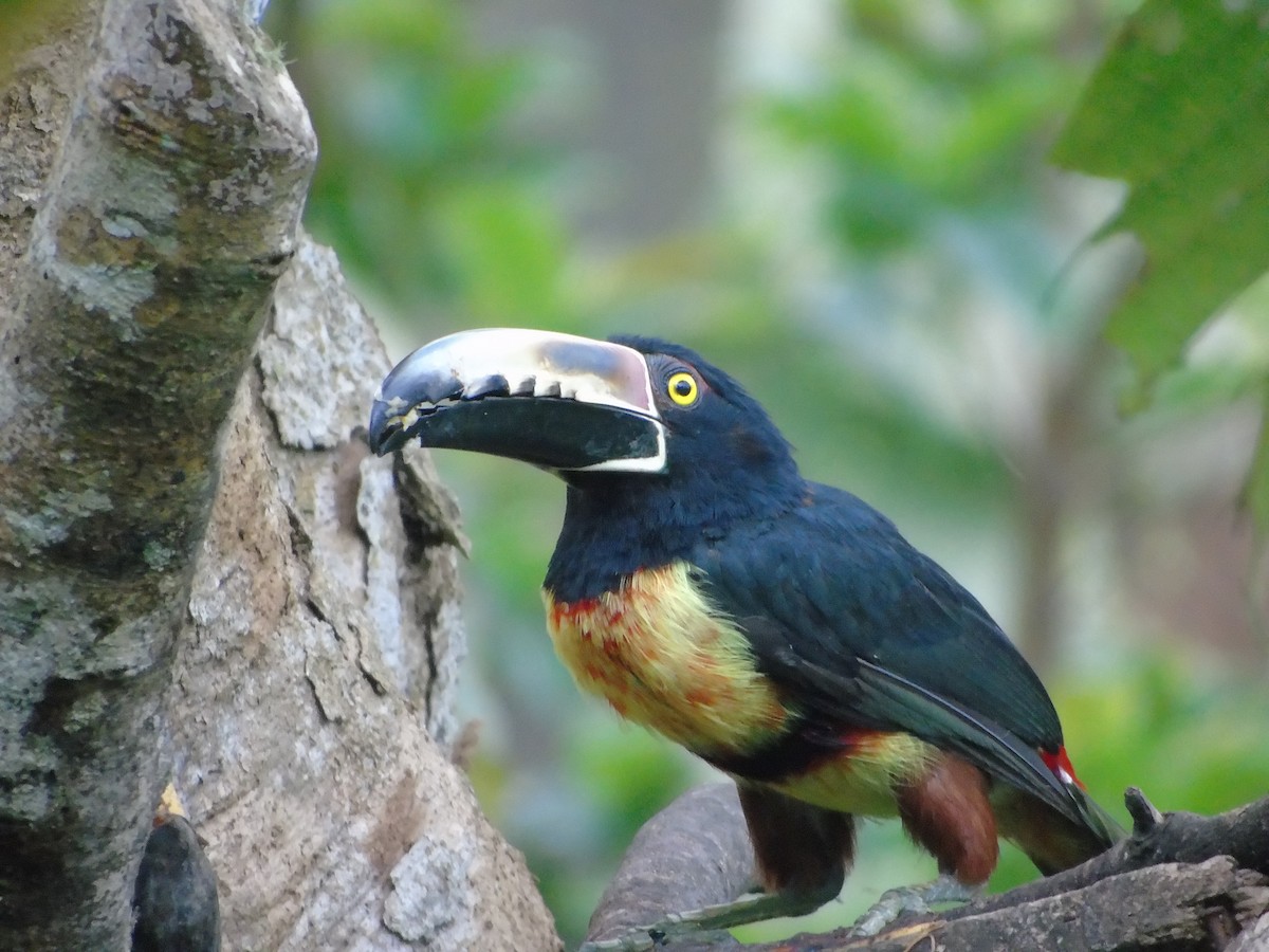 Collared Aracari - ML620318908