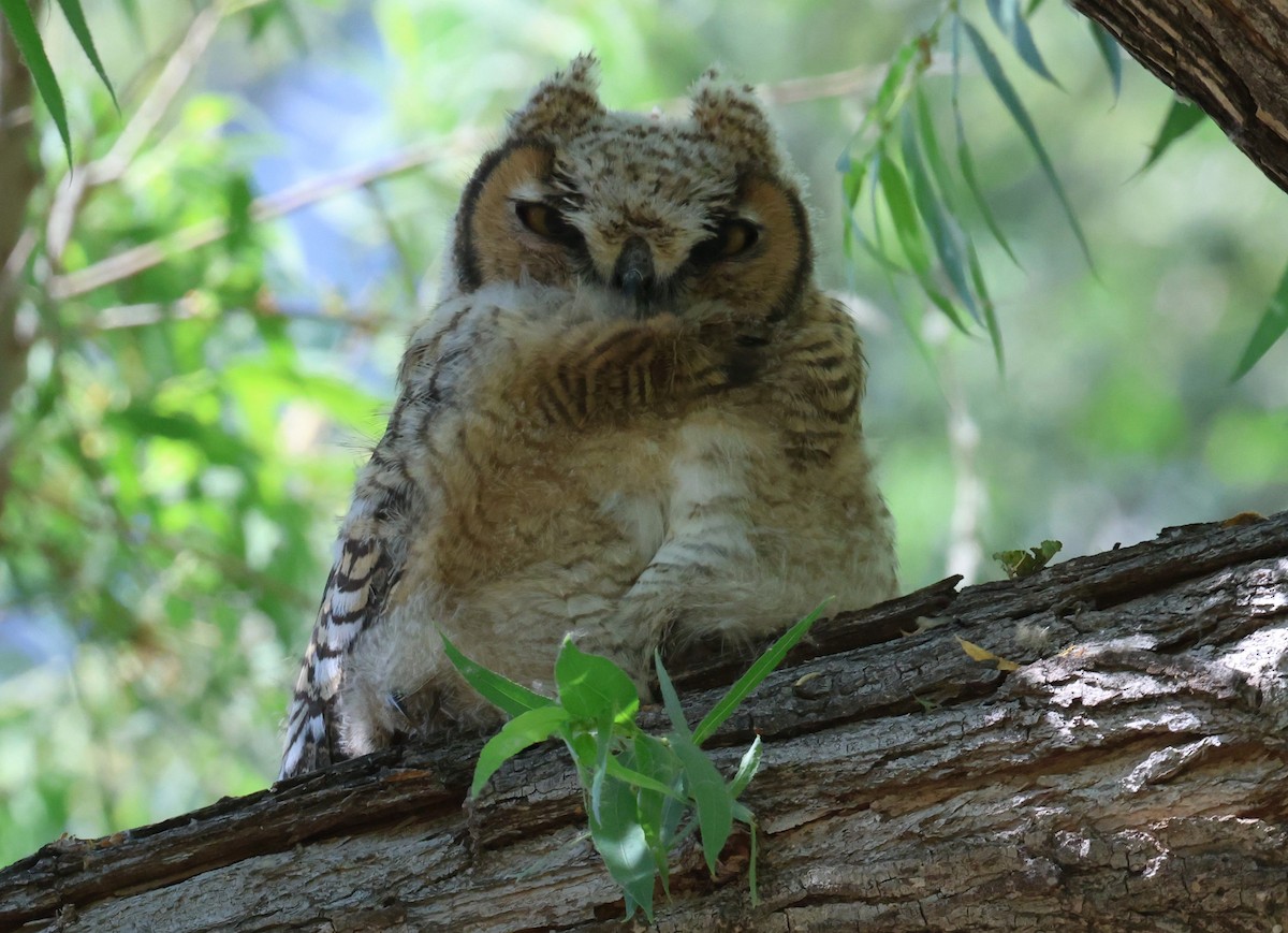 Great Horned Owl - ML620318910