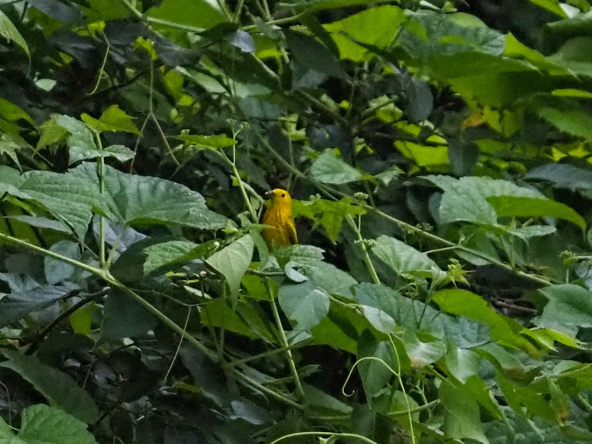 Yellow Warbler - ML620318911