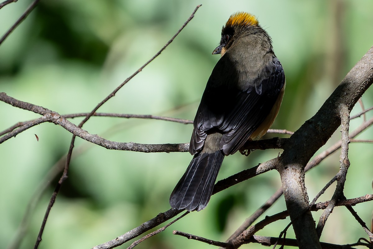 Black-goggled Tanager - ML620318918