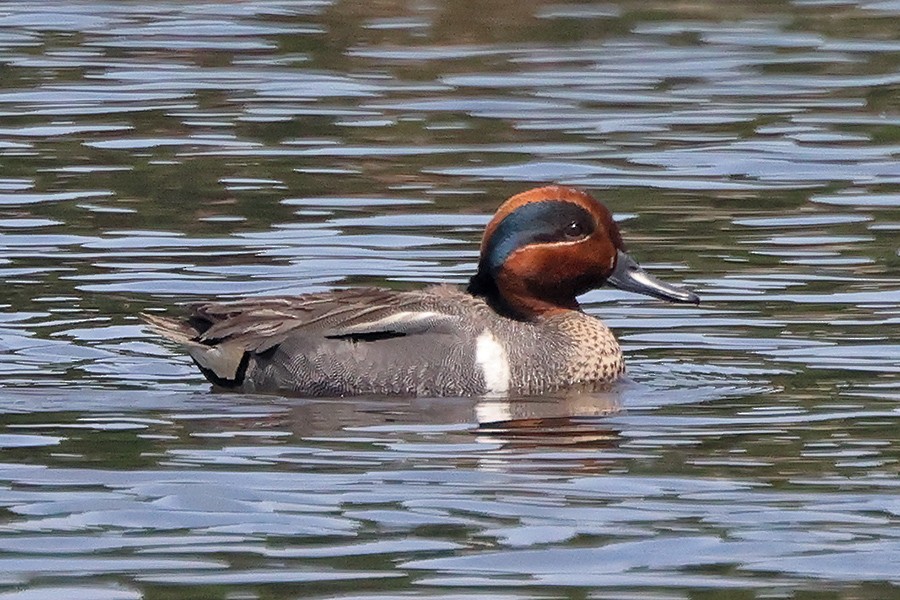 Green-winged Teal - ML620318919