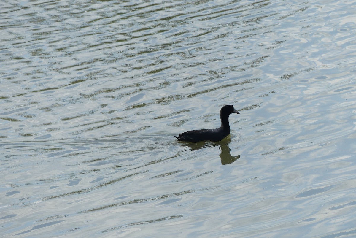 American Coot - ML620318920