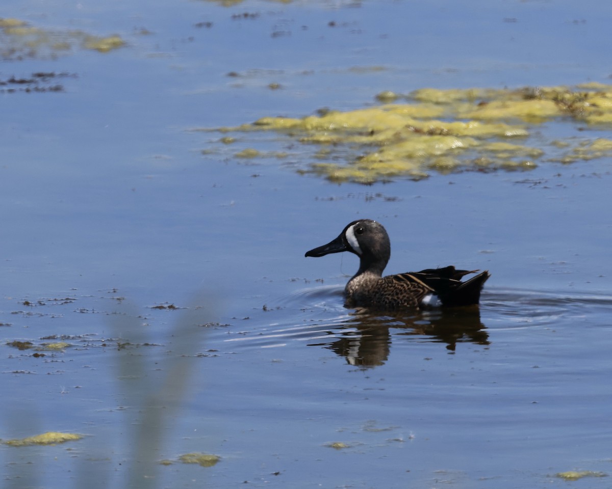 Blue-winged Teal - ML620318923