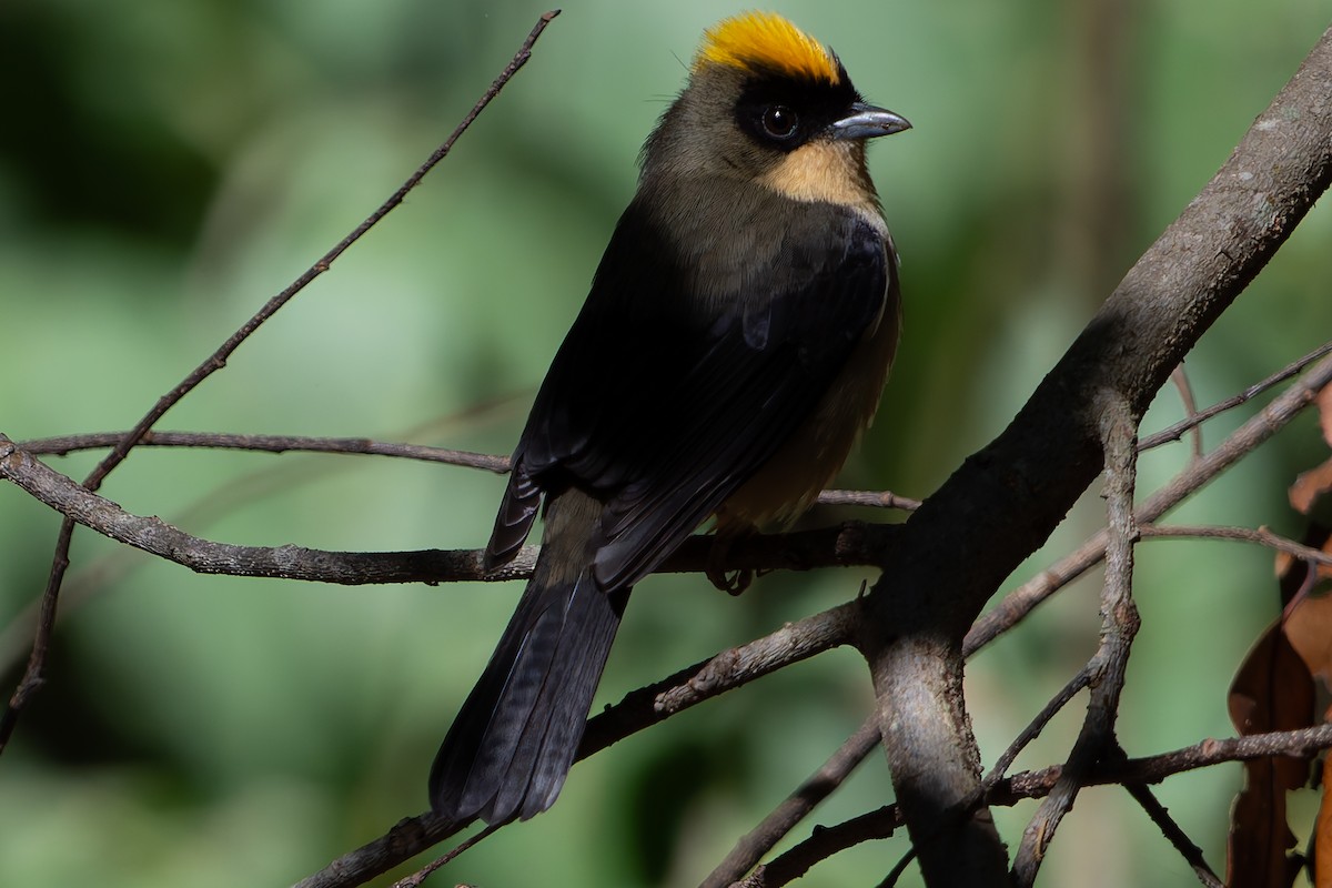 Black-goggled Tanager - ML620318924