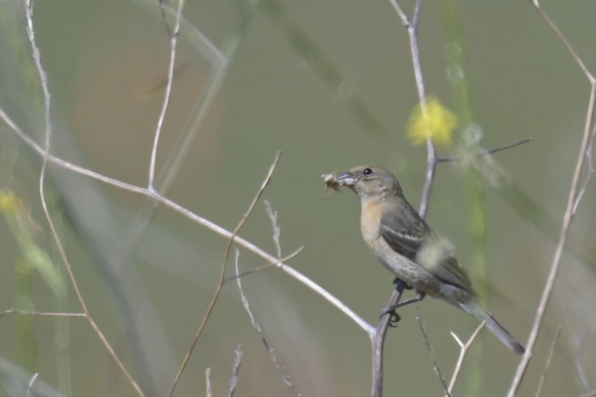 Lazuli Bunting - ML620318925