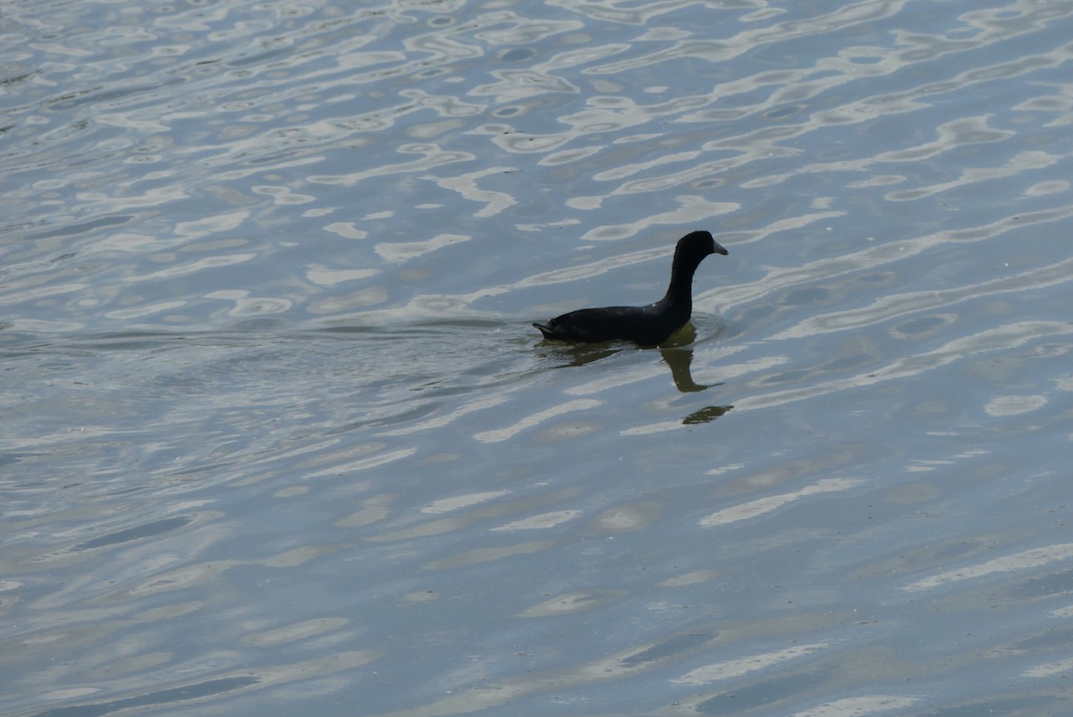 American Coot - ML620318927