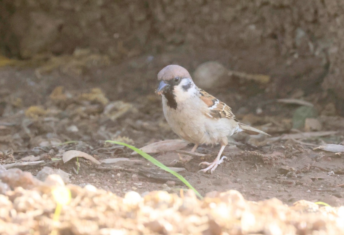 Eurasian Tree Sparrow - ML620318928