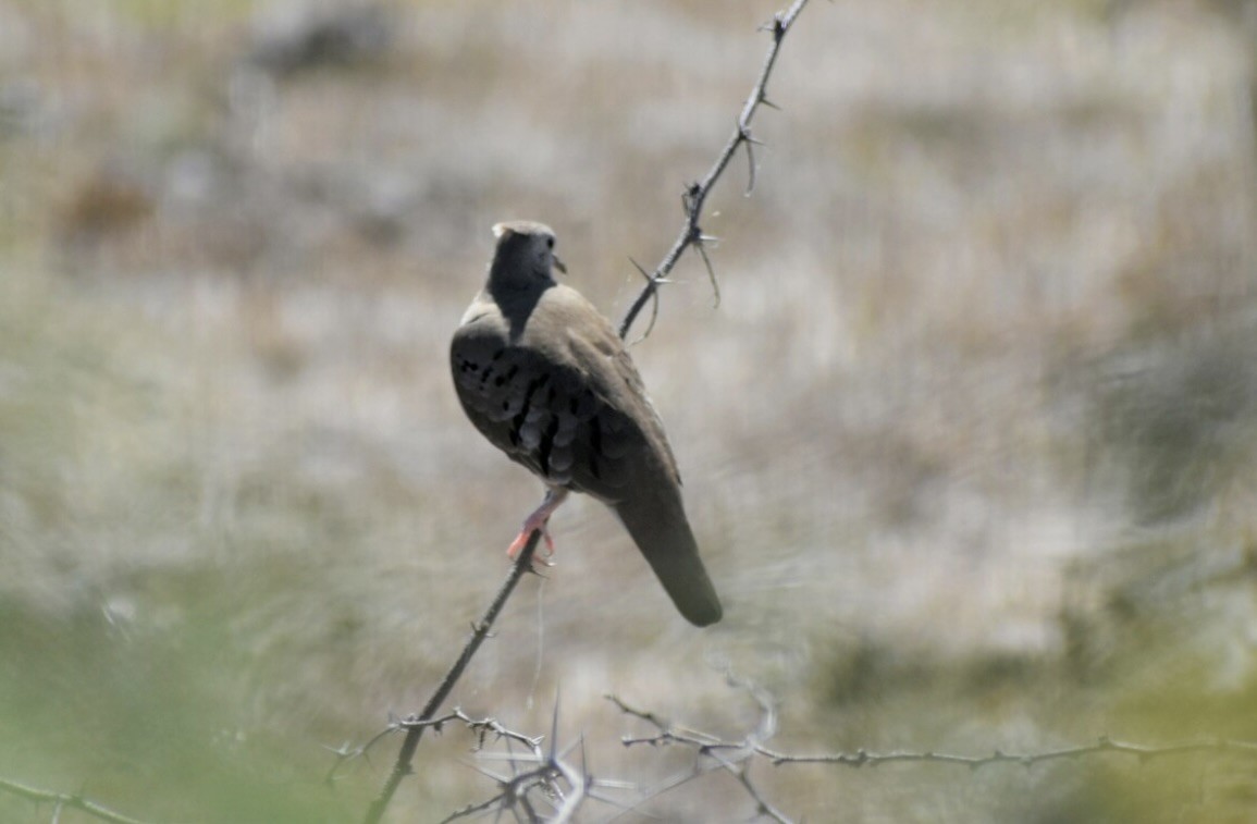 Common Ground Dove - ML620318929