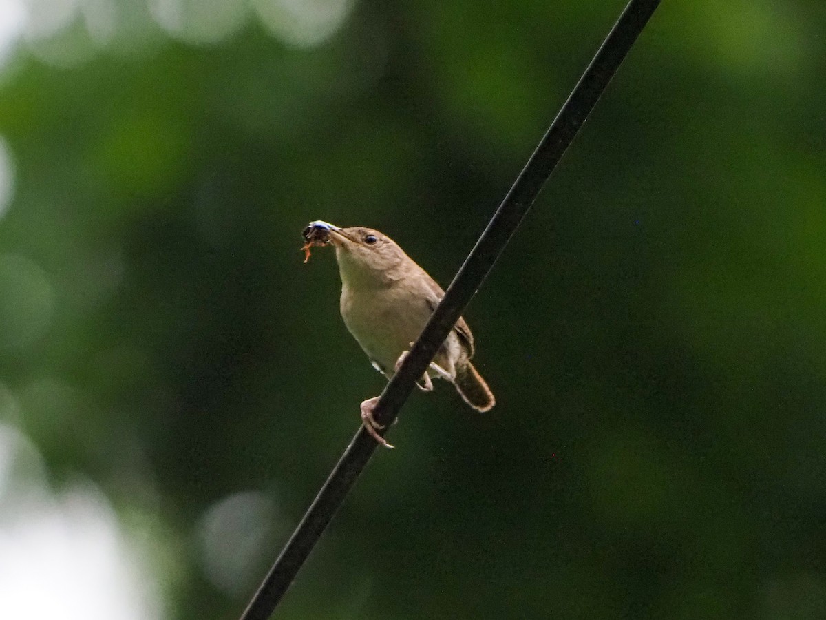 House Wren - ML620318930