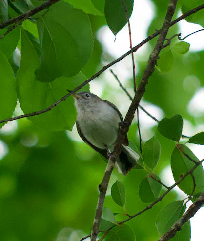 Blue-gray Gnatcatcher - ML620318932