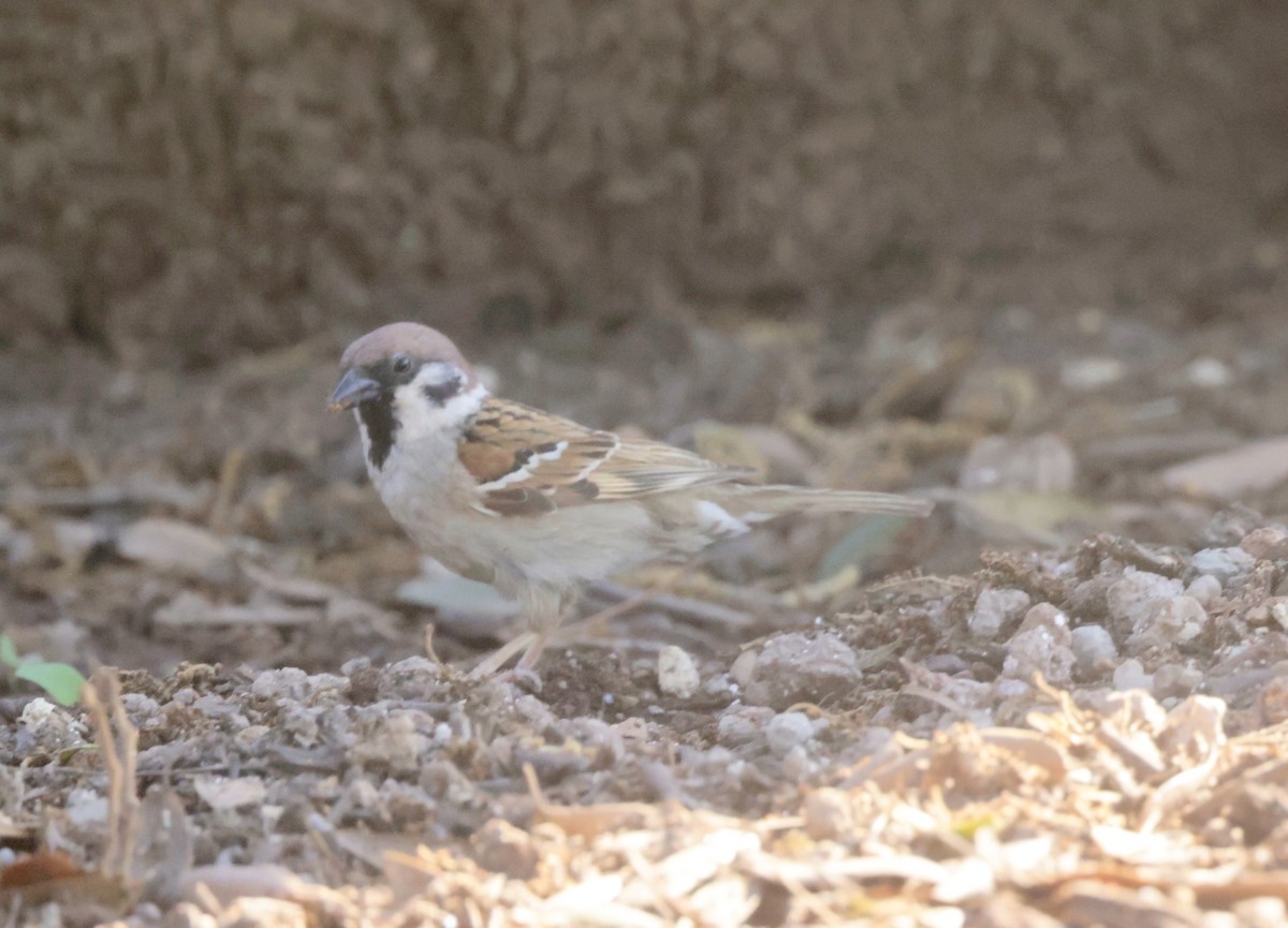 Eurasian Tree Sparrow - ML620318933
