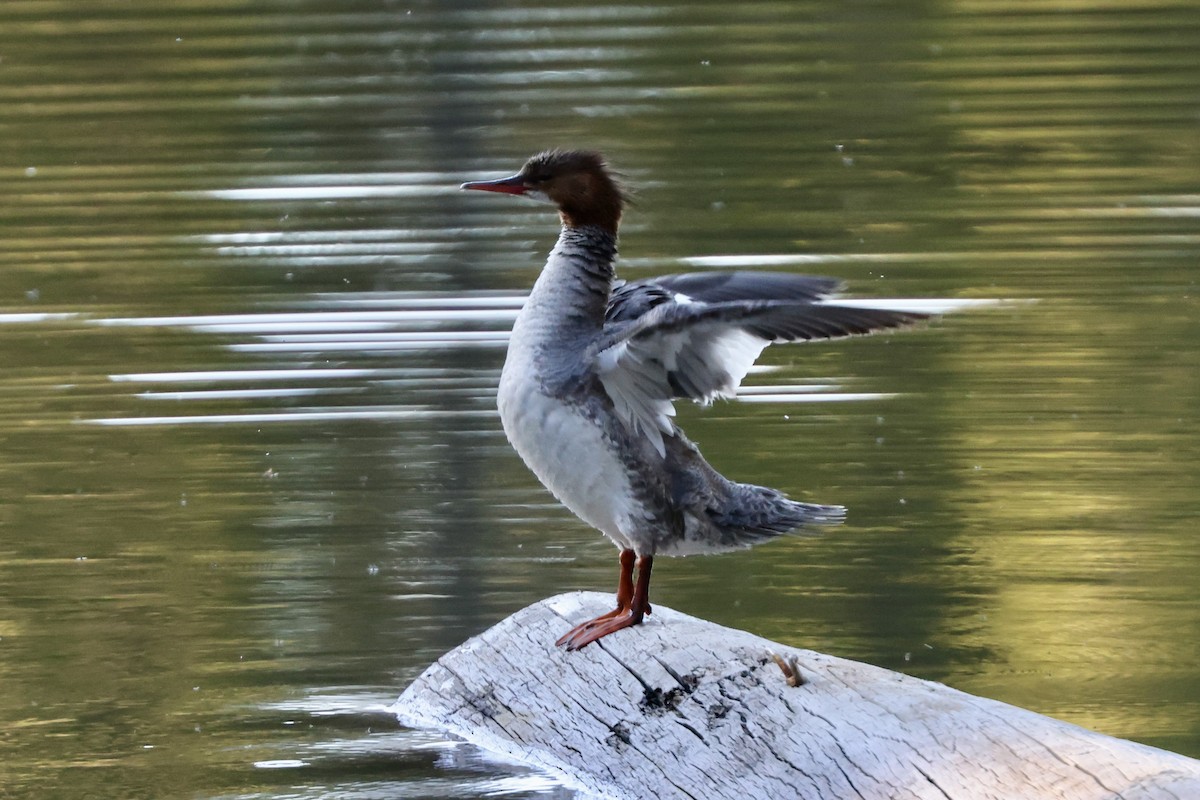 Common Merganser - ML620318937