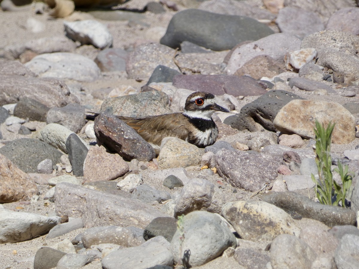 Killdeer - ML620318938