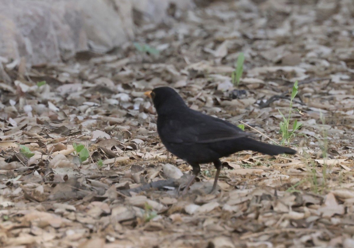 Eurasian Blackbird - ML620318945