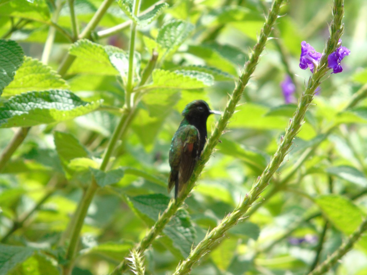 Black-bellied Hummingbird - ML620318951