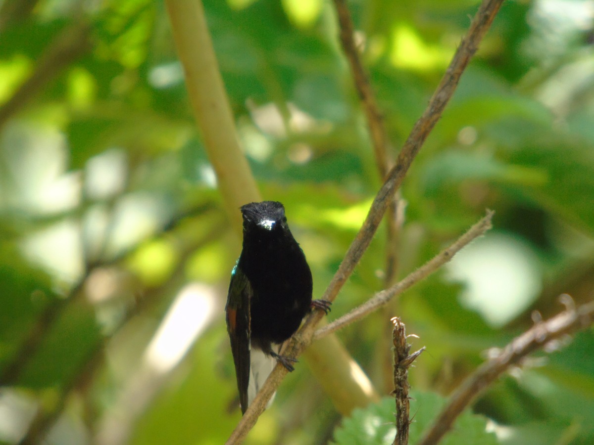 Black-bellied Hummingbird - ML620318952
