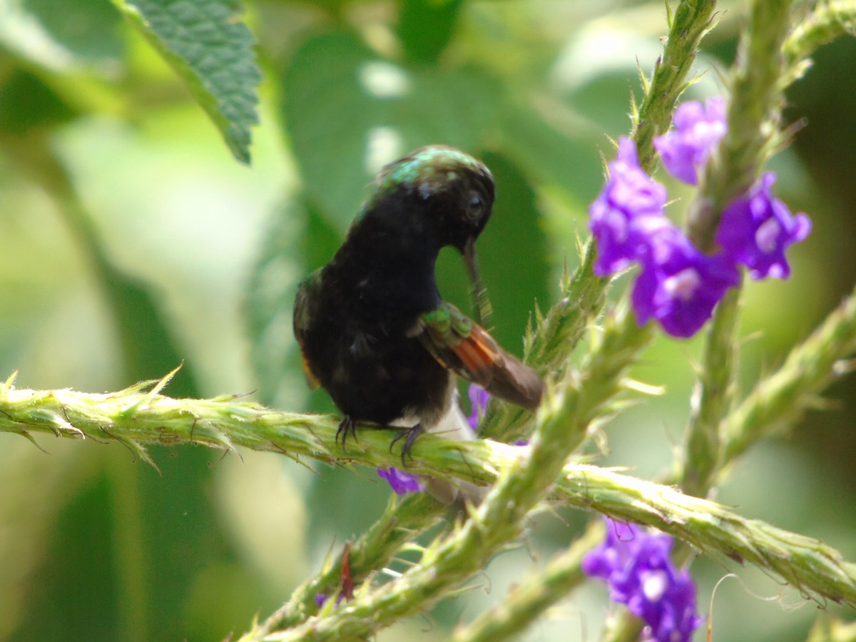 Colibrí Ventrinegro - ML620318953