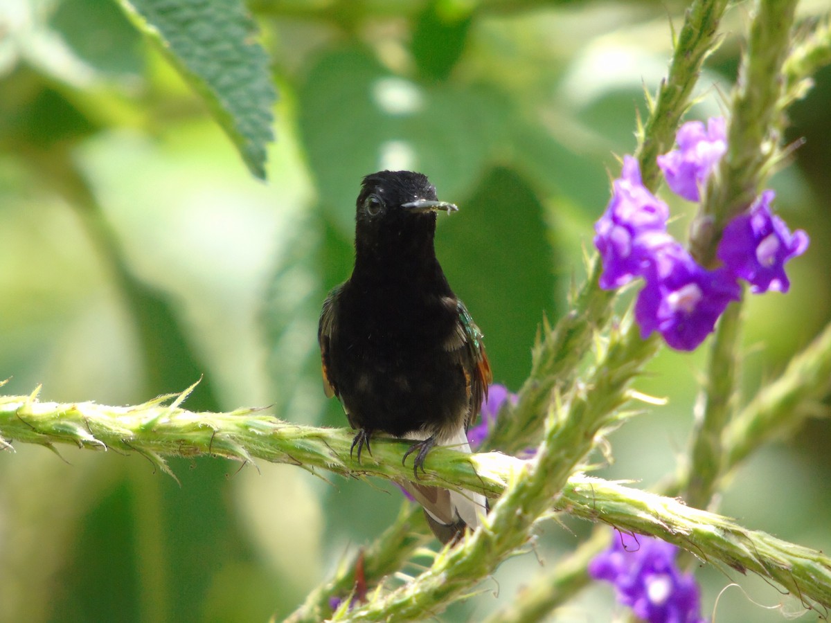 Black-bellied Hummingbird - ML620318956