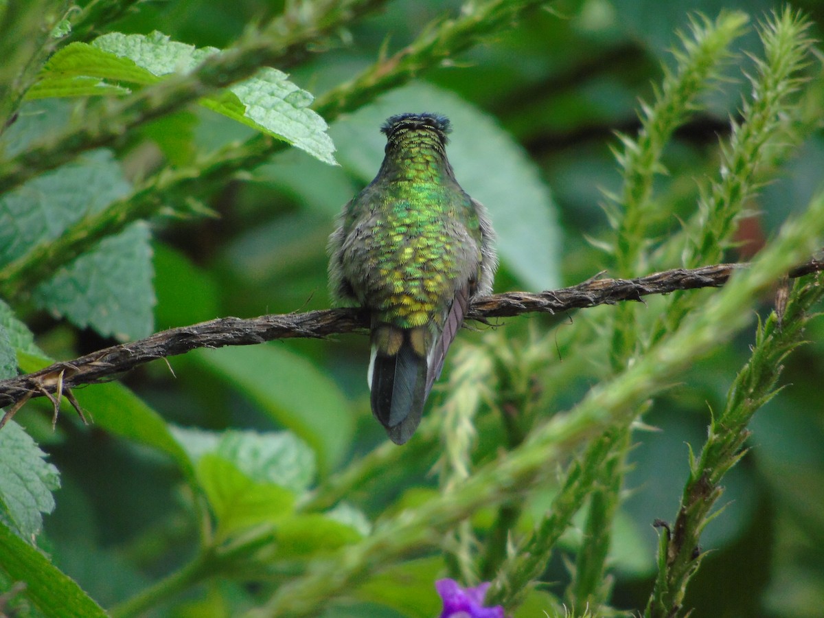 kolibřík kostarický - ML620318964