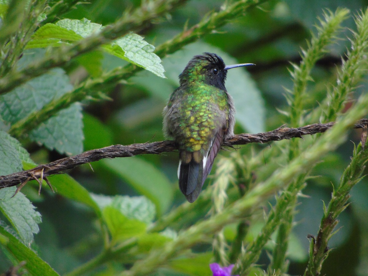 kolibřík kostarický - ML620318965