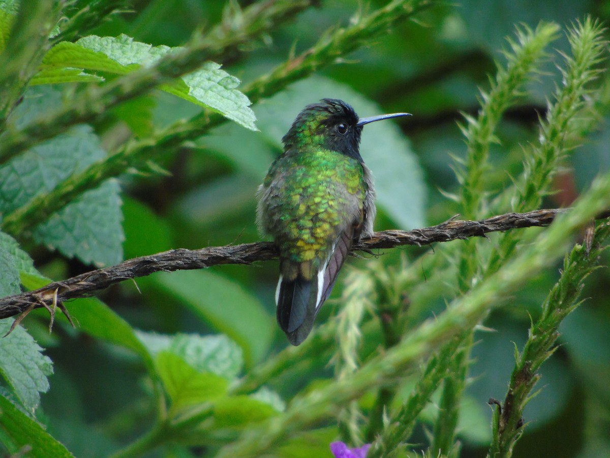 kolibřík kostarický - ML620318966
