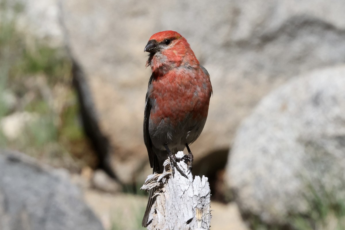 Pine Grosbeak - ML620318967